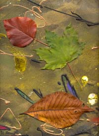 Language of the Leaves III - Click for details and purchase